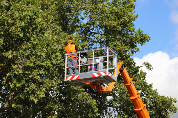 Best Residential Tree Removal  in Ashland, CA